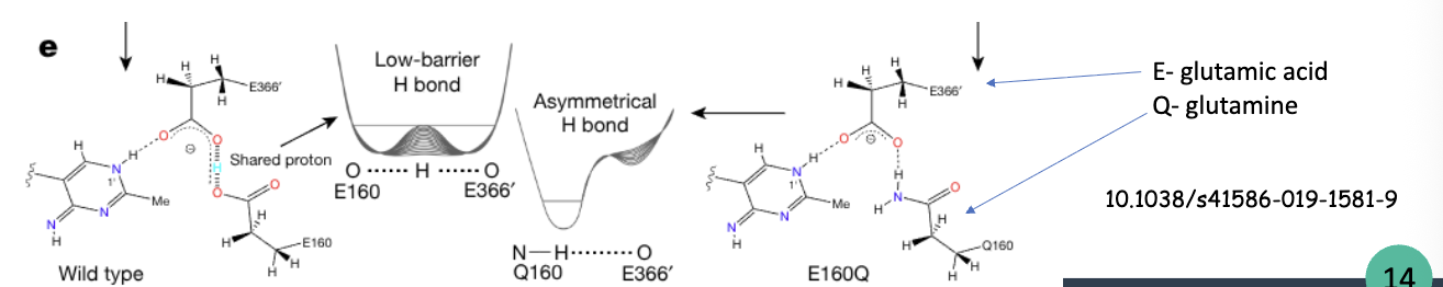 <p>what are the mechanistic steps of LBHBs</p>