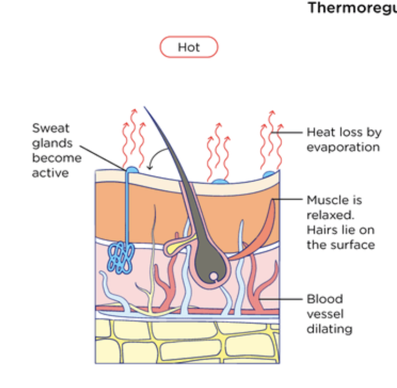 <p>Vasodilation → widening of arterioles near skin surface → increases blood flow to skin → allows more heat to escape</p>