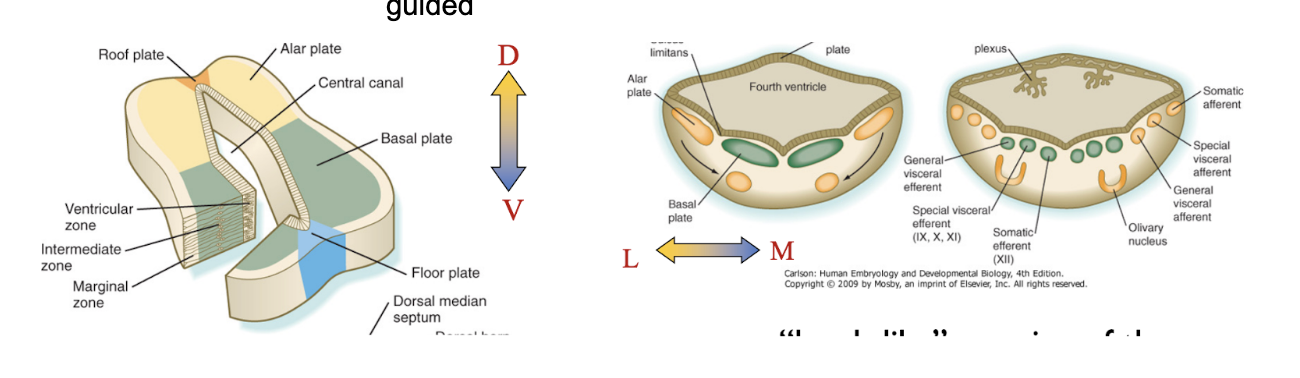 <ul><li><p><span>Neurons of basal &amp; alar plate migrate to form clusters – becoming specific nuclei of the cranial nerves (motor &amp; sensory)&nbsp;</span></p><ul><li><p><span>Organize themselves in a pattern to form nuclei, with this being guided&nbsp;</span></p></li></ul></li></ul>