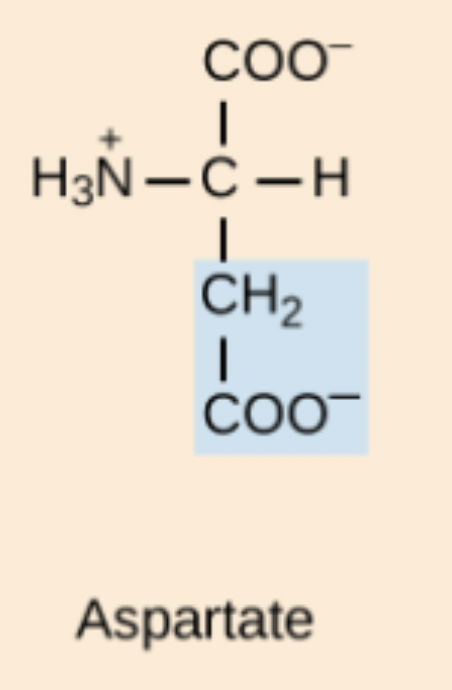 <p>Asp or Aspartic acid</p>