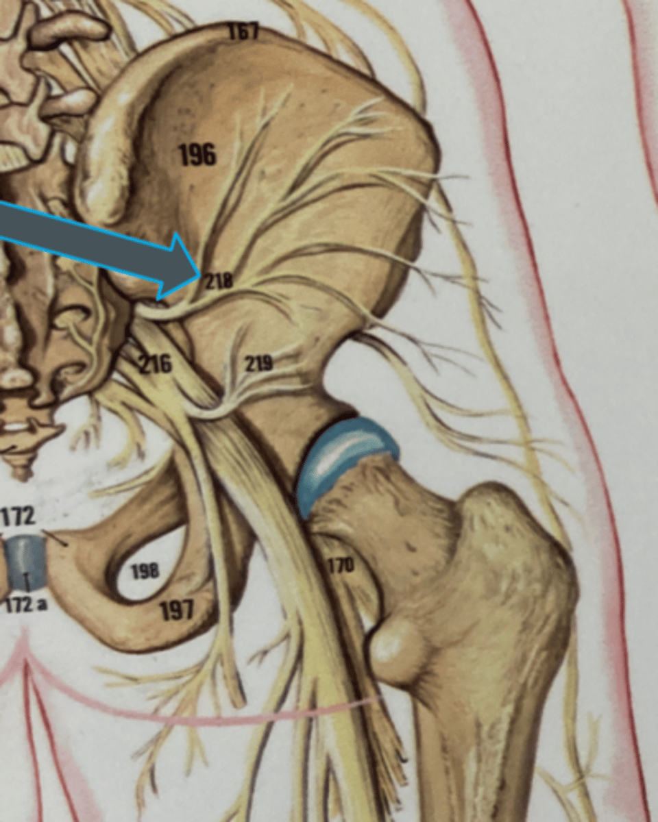 <p>innervates:<br>- tensor fasciae latae<br>- gluteus medius<br>- gluteus minimus</p>