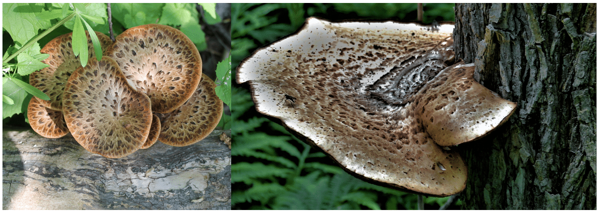 <p>Cerioporus squamosus</p>