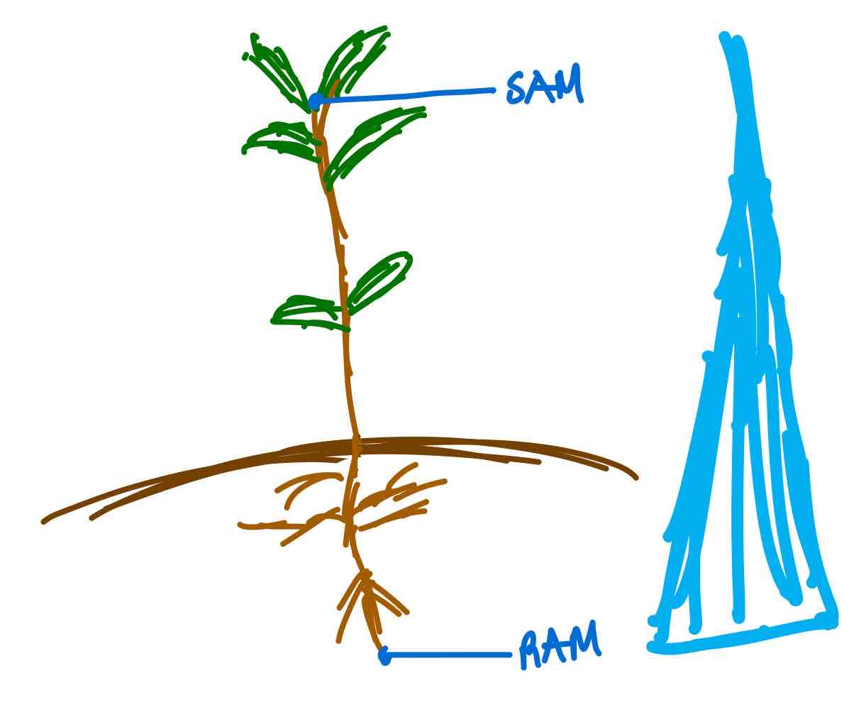 <p>Initiation of cell division in both meristems, produced in RAM, the embryonic radicle, and fruits.</p>