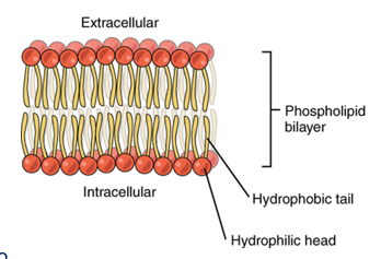 <p>Crossing cell membranes </p>