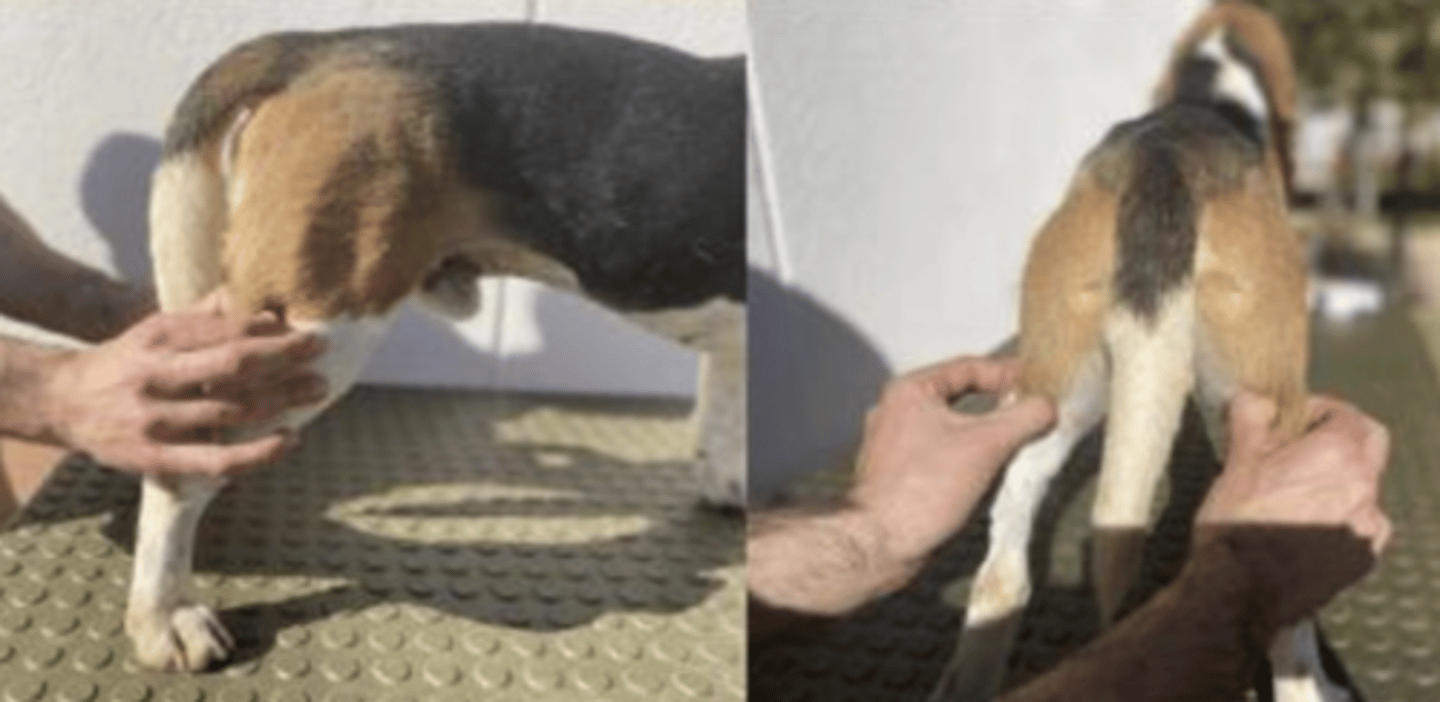 <p>what is being palpated here ?</p>