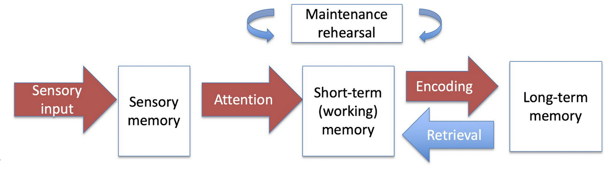 <p>From transduction to LTM.<br><br>Sensory Input &gt; Sensory Memory &gt; Attention &gt; Short-term (Working Memory) + Maintenance Rehearsal &gt; Encoding &lt; Retrieval &gt; Long-term Memory</p>