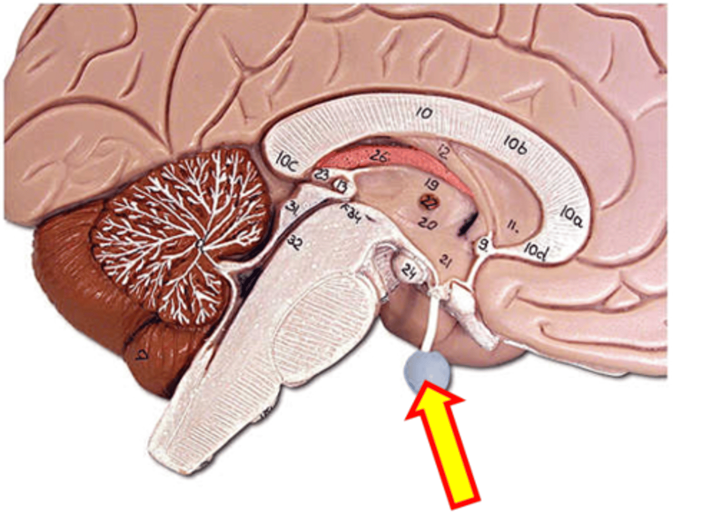 <p>Name the structure.</p>