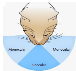 <ul><li><p>field of view of a <strong>singular</strong> eye</p></li><li><p><strong>blind </strong>spot in the <strong>rear</strong></p></li></ul><p></p>