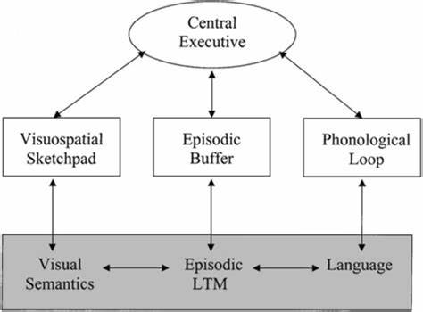 <p>The working memory model is an explanation for how short-term memory works. The model shows that short-term memory can be sub-divided into distinct components</p>