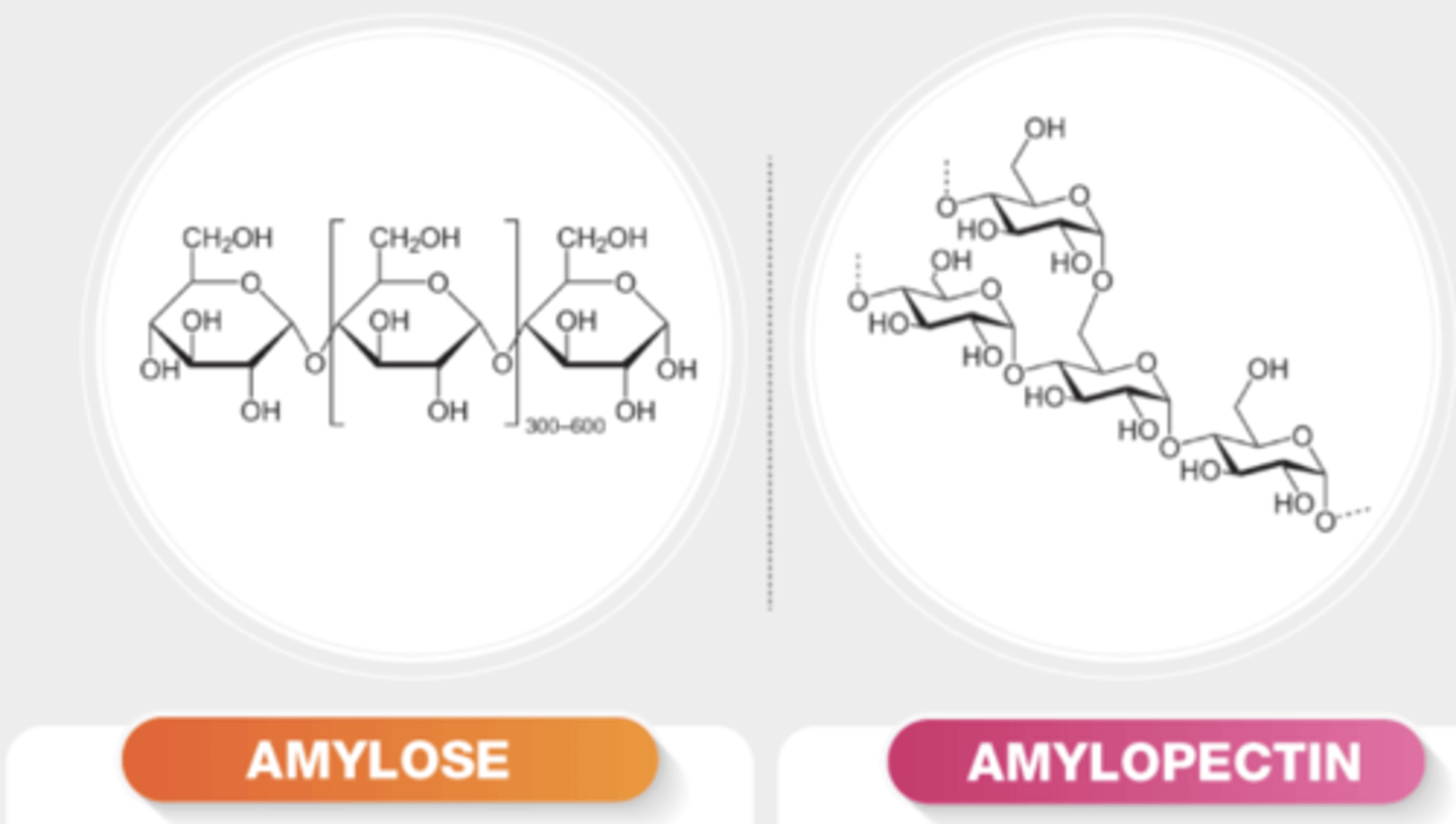 <p>Starch: a stored form of glucose in plants</p><p>i.e amylose and amylopectin </p>