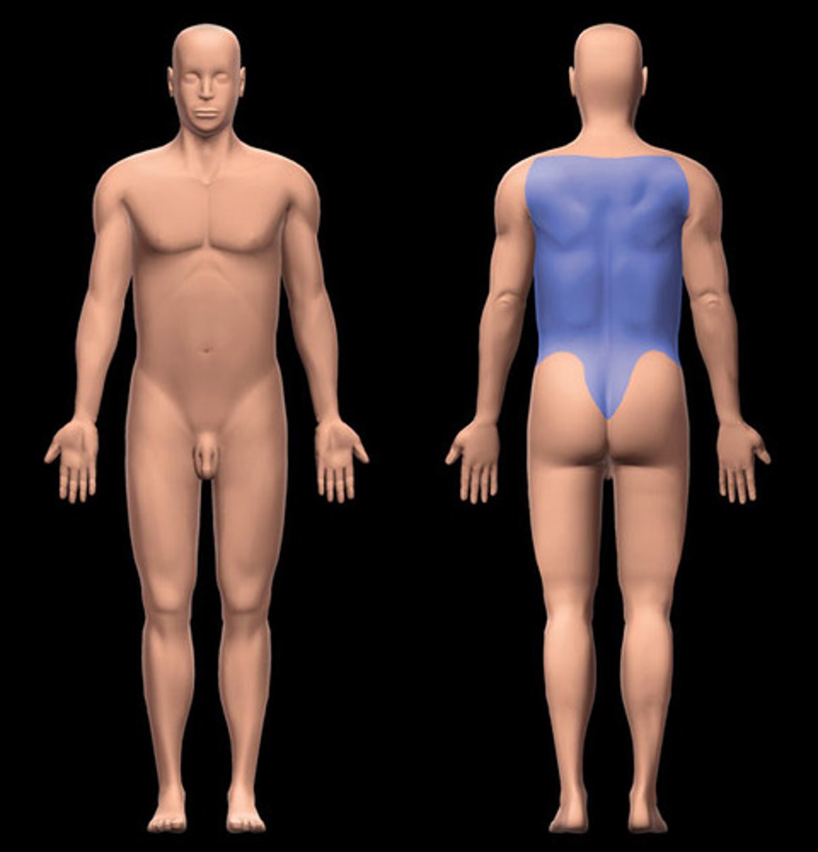 <p>the back</p><p>upper surface of the foot and back of the hand</p>