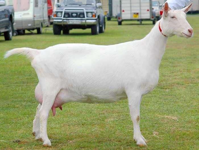 <p><span><span>•Saanens are another Swiss breed.</span></span></p><p><span><span>•Milk breed</span></span></p><p><span><span>•These goats are large, kind, and friendly.</span></span></p><p><span><span>•This breed of goats is generally all-white, with forward-facing ears.</span></span></p>