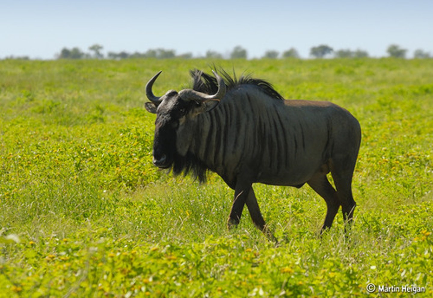 <p>gnu</p>