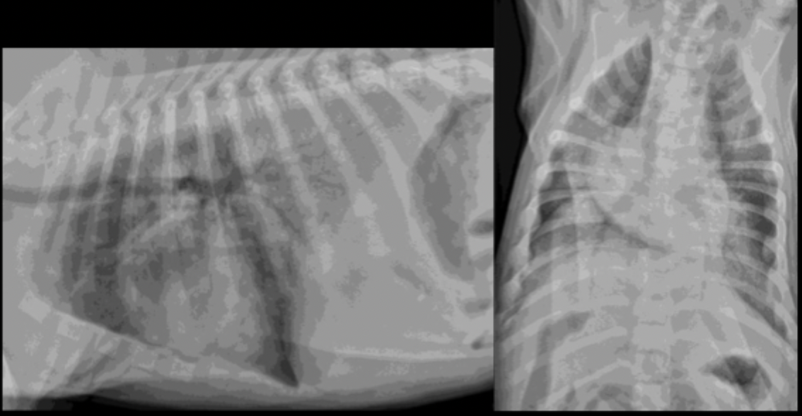 <p>A 4 month old puppy fell in the pool yesterday and presents today struggling to breathe. What is the predominant pulmonary pattern?</p>