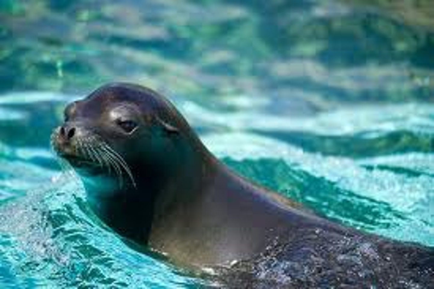 <p>una foca, vive en el oceano en aguas frías</p>
