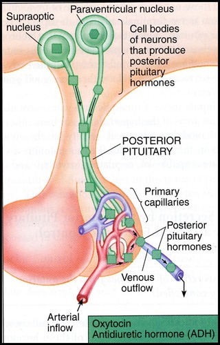 1. neurohormone made+packaged in cell body of neuron in hypothalamus 
2. vesicles transported down the cell 
3. vesicles w/ neurohormone are stored in posterior pituitary 
4. neurohormone released out vein and into bloodstream