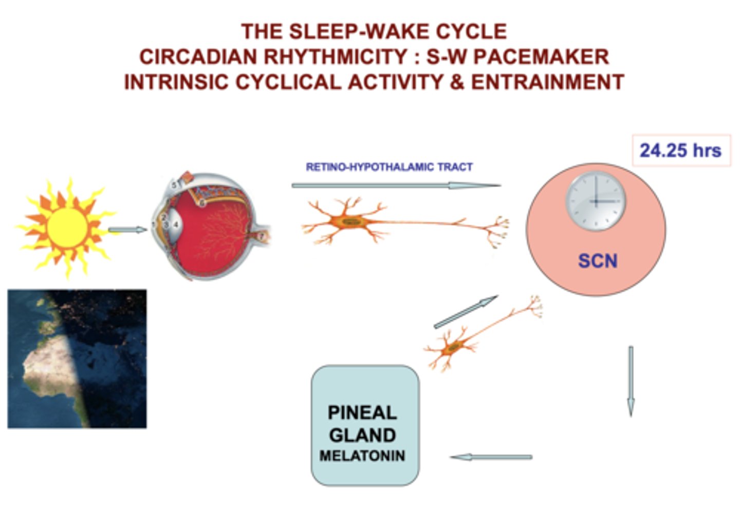 <p>a hormone secreted by the pineal gland, regulated by the SCN</p><p>- MT1 receptors: entrainment to light-dark cycles</p><p>- MT2 receptors: phase-shifting</p><p>functions in the body:</p><p>inflammatory regulation</p><p>epigenetic regulation</p><p>oxidative stress</p><p>glucocorticoid programming</p><p>RAS regulation</p>