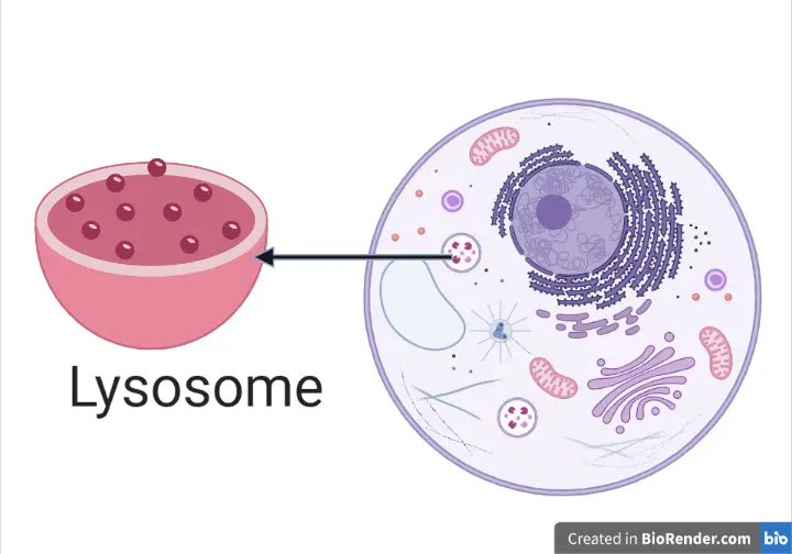 <p>They are organelles which recycle cellular debris, containing powerful enzymes to break down waste material. It has an acidic pH of 5, digesting particles in/outside of cells. Image of full cell, pointing out lysosome. </p>
