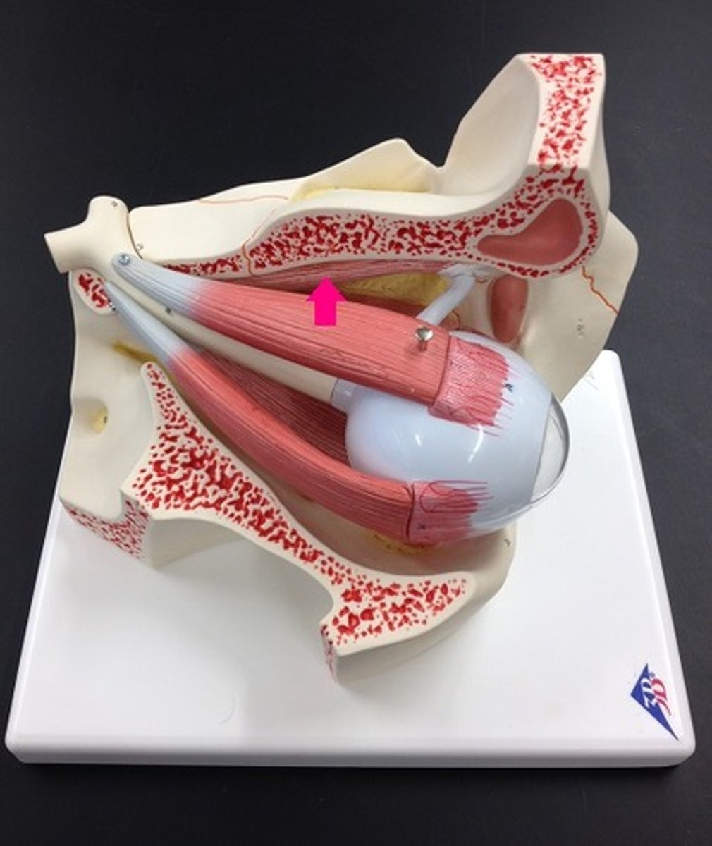 <p>Moves the eye both downward and laterally</p>