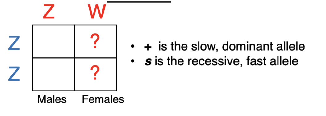 <p><span style="color: blue">Fast-feathering is a Z-linked, recessive trait. The dominant</span><span style="color: blue"><br></span><span style="color: blue">trait is slow-feathering. A fast-feathering male is crossed to</span><span style="color: blue"><br></span><span style="color: blue">a slow-feathering female. What percentage of female</span><span style="color: blue"><br></span><span style="color: blue">chicks will be FAST feathering?</span><span style="color: blue"><br></span><span style="color: blue">A. None of them</span><span style="color: blue"><br></span><span style="color: blue">B. 25% of them</span><span style="color: blue"><br></span><span style="color: blue">C. 50% % of them</span><span style="color: blue"><br></span><span style="color: blue">D. 75% of them</span><span style="color: blue"><br></span><span style="color: blue">E. All of them</span></p>