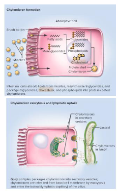 <p>Enterocytes absorb dietary cholesterol</p>