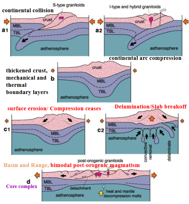 <p>Subduction leads to thickened crust by either continental collision (a1) or compression of the continental arc (a2), each with its characteristic orogenic magmatism. Both mechanisms leaf to a thickened crust, and probably thickened mechanical and thermal boundary layers (“MBL” and “TBL”) as in (b)</p><p>Following the stable situation in (b), either compression ceases (c1) or th thick dense thermal boundary layer is removed by delamination or convective erosion (c2). The result is extension and collapse of the crust, thinning of the lithosphere, and rise of hot asthenosphere (d)</p><p>The increased heat flux in (d), plus the decompression melting of the rising asthenosphere, result in bimodal post-orogenic magmatism with both mafic mantle and silicic crustal melts</p>