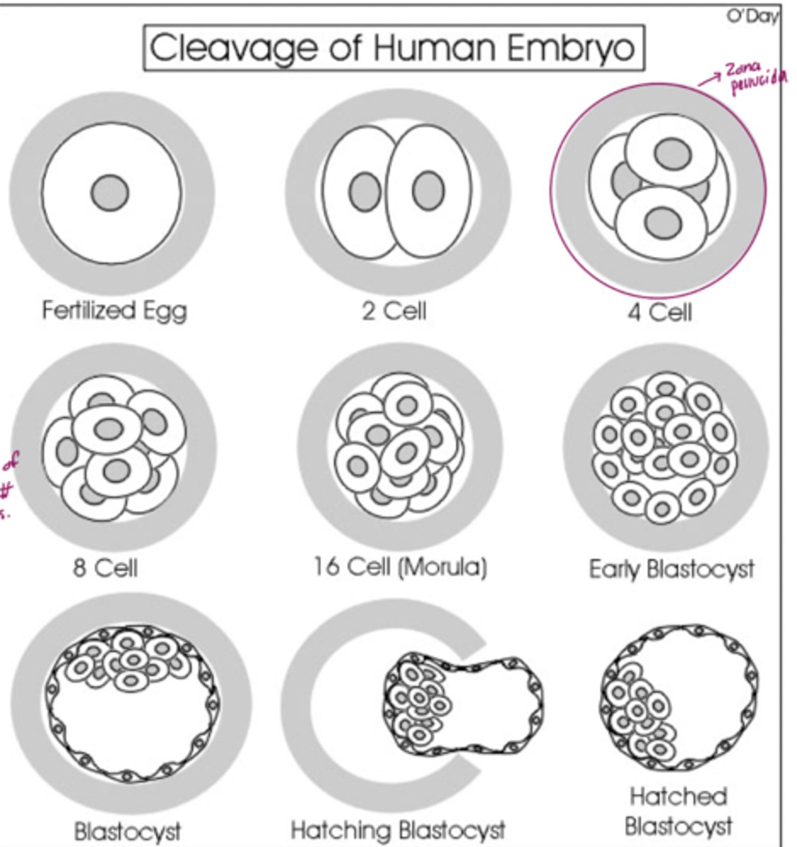 <p>True.</p><p>Reason:</p><p>We go from having one large cell to each cell being smaller. The overall size of the embryo is not growing. The embryo is the exactly the same size. It is just made up of an increasing number of cells.</p>