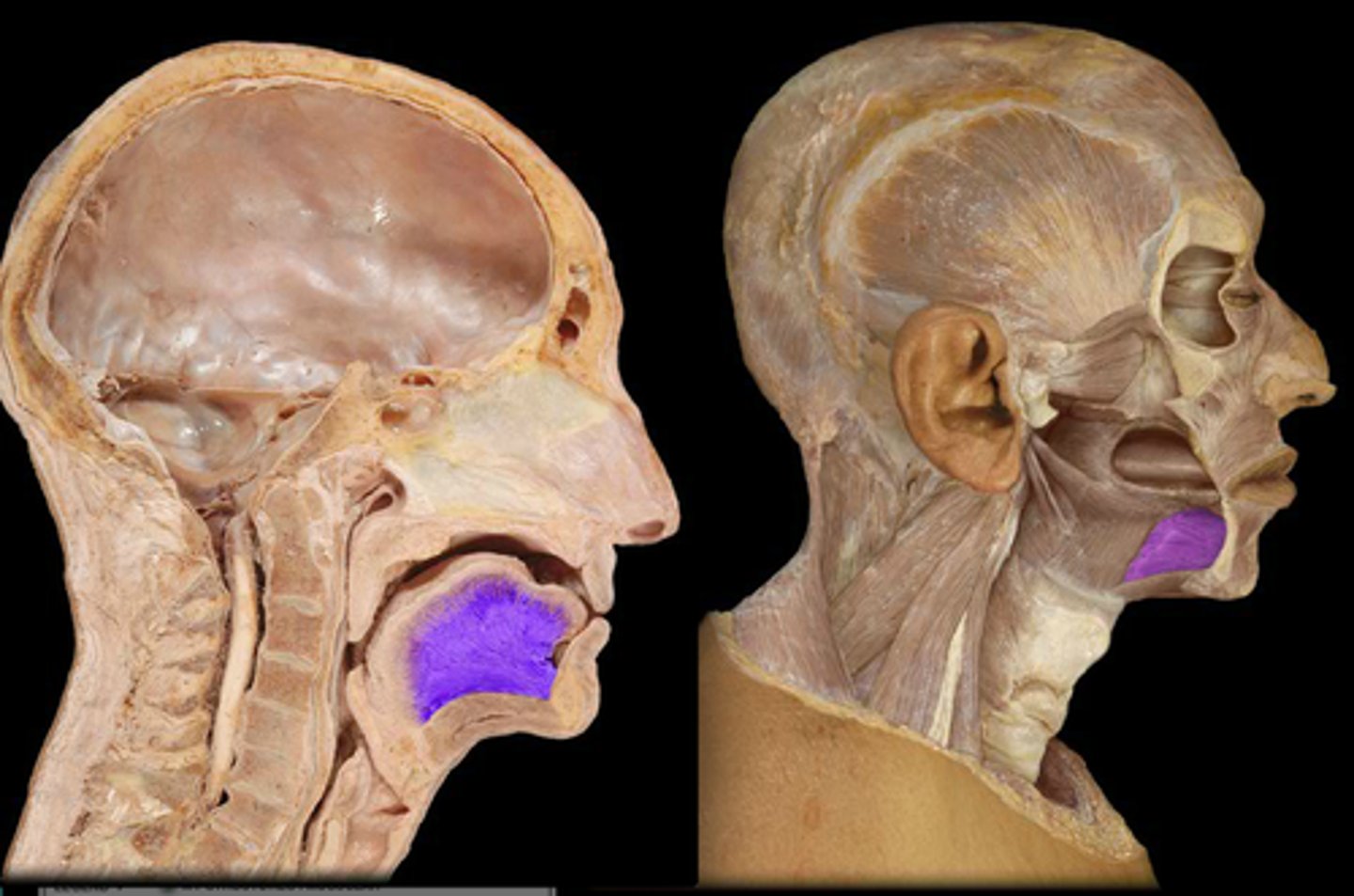 <p>Structure</p><p>- Square shaped muscle right under the tongue</p>