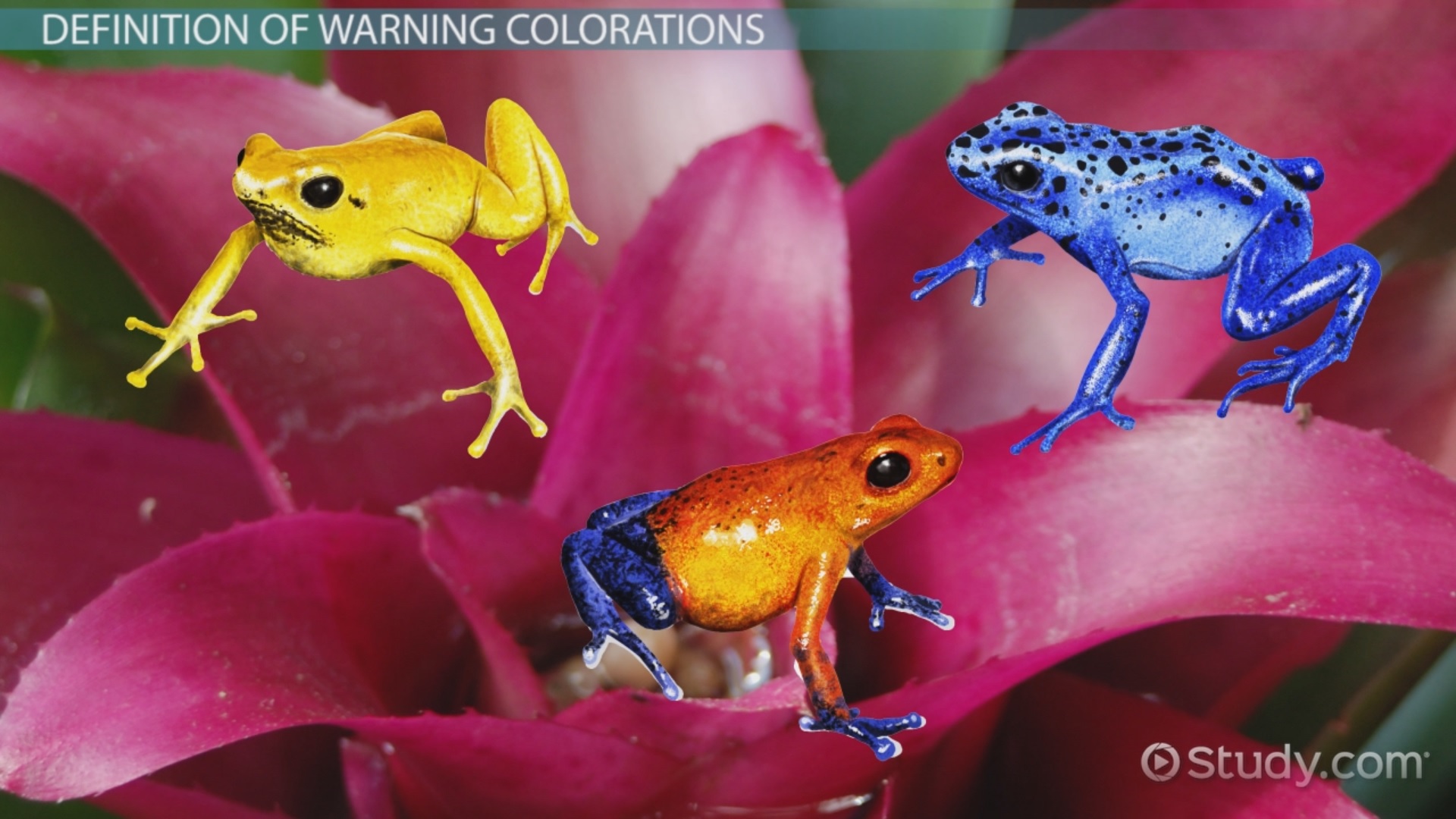 <p>Warning Coloration</p>