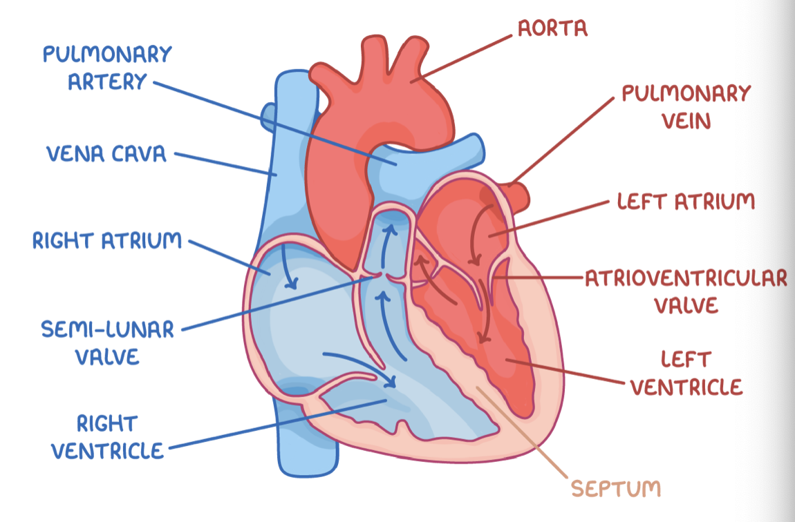 <p><strong>These blood vessels are:</strong></p><ol><li><p><strong>The pulmonary vein - This moves oxygenated blood into the left atrium from the lungs.</strong></p></li><li><p><strong>The aorta - This moves oxygenated blood from the left ventricle to the body.</strong></p></li><li><p><strong>The vena cava - This moves deoxygenated blood into the right atrium from the body.</strong></p></li><li><p><strong>The pulmonary artery - This moves deoxygenated blood from the right ventricle to the lungs.</strong></p></li></ol><p></p>