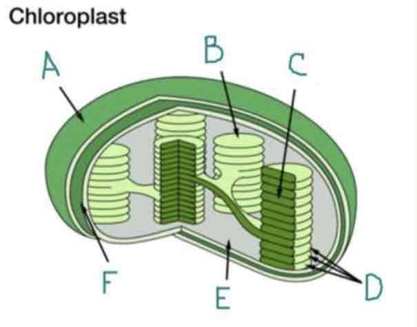 <p>What is E?</p>