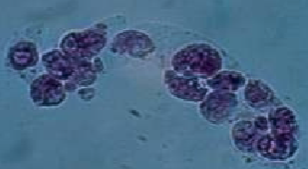 <p>What is this?</p>