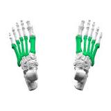 <p>between the tarsals and the phalanges</p>