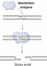 <p>1. <strong>Restriction enzymes</strong> cut DNA at <strong>specific base ‘recognition</strong></p><p><strong>sequences’</strong> either side of the <strong>desired gene</strong></p><p>   ○ Shape of recognition site <strong>complementary</strong> to active site</p><p>2. Many cut in a <strong>staggered fashion</strong> forming ‘<strong>sticky ends’</strong></p><p>(single stranded overhang)</p>