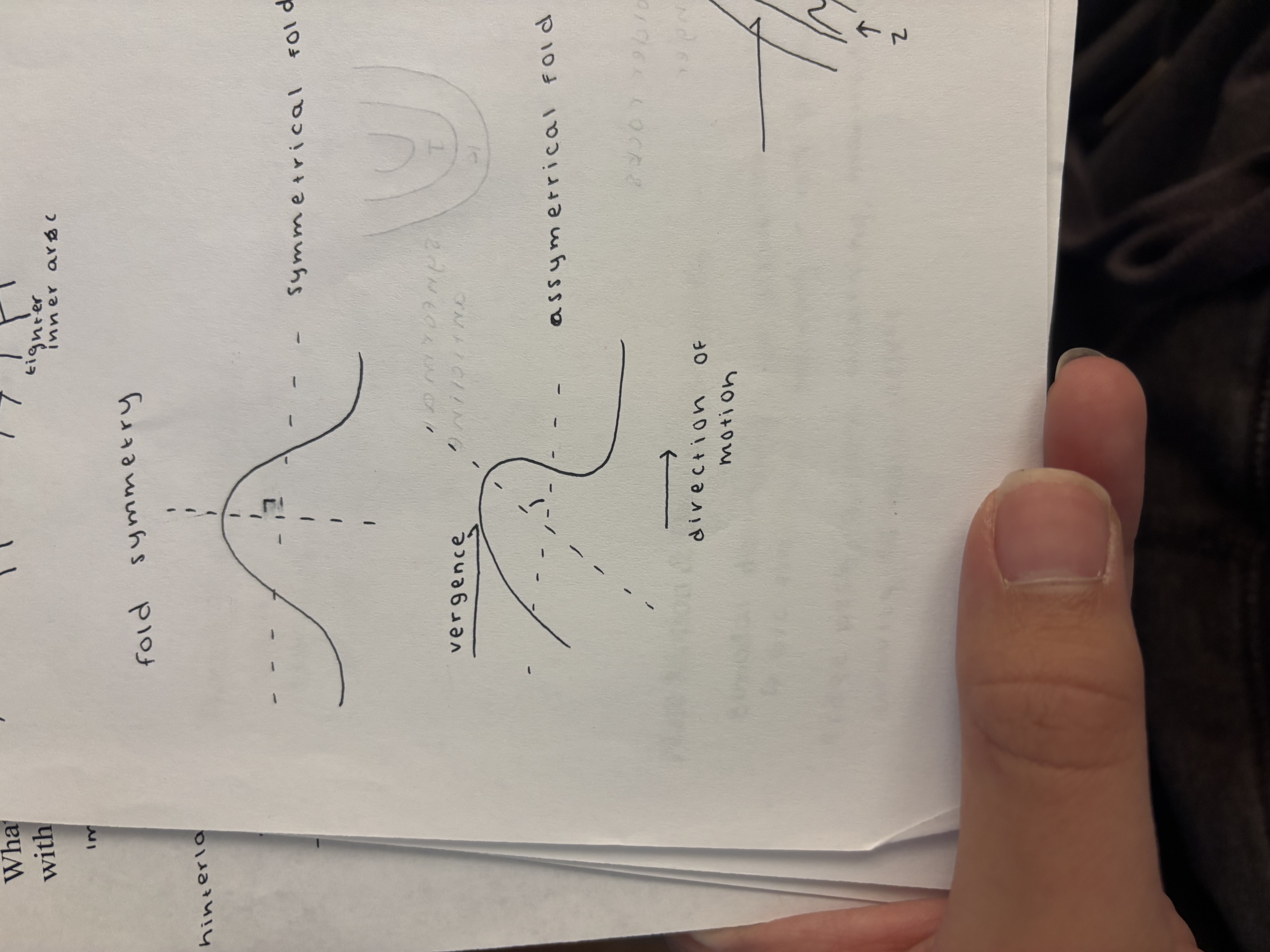 <p>direction of motion, how was the fold moved through time</p>