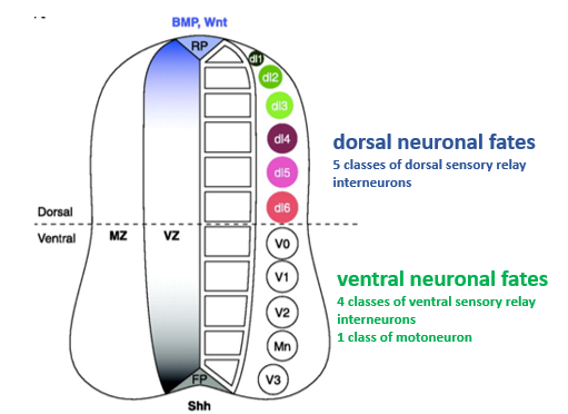 <p><strong><u>Ventral neural tube:</u></strong> </p><ul><li><p>A gradient of Shh protein, highest ventrally near the floor plate and decreasing dorsally, determines neural progenitor fate.</p></li><li><p>This is by different concentrations of Shh regulating (activating or repressing) specific <strong><u>homeodomain transcription factors</u></strong> (e.g., Pax7, Pax6 and Nkx6.1) in distinct progenitor domains. </p></li><li><p>This is done in a Shh-concentration-dependent manner. "Shh morphogen gradient" establishes multiple classes of ventral interneurons and motor neurons. </p></li><li><p>There are 4 classes of ventral sensory relay interneurons and 1 class of motorneuron.</p></li></ul><p><strong><u>Dorsal neural tube:</u></strong> </p><ul><li><p><strong><u>Different members</u></strong> of the BMP family (and Wnts) are expressed in <strong><u>different domains</u></strong> in and around the roof plate. </p></li><li><p>These likely act in combination to induce different classes of dorsal sensory relay interneurons. There are 5 classes of dorsal sensory relay interneurons.</p></li></ul><p></p><p><strong><u>Explanation:</u></strong></p><p><span>Bmp &amp; Shh induce distinct domains of transcription factor expression in neural progenitor domains along the D-V axis of the early neural tube. These transcription factors define distinct neural identities that are realised when progenitors terminally differentiate into neurons a few days later.</span></p>