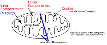 <p>Krebs cycle: matrix</p><p>ETC: inner membrane folds of mitochondria, close to matrix</p><p>Proton motive force: inner membrane/matrix</p>