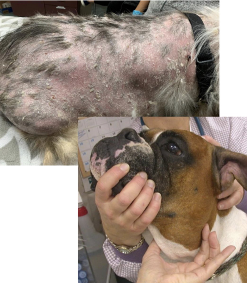 <p>Boxer with generalized lymphadenopathy, what type of round cell tumor do you suspect?</p>