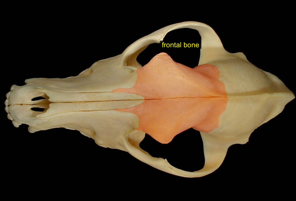 <p>forehead bone, makes up orbit</p>