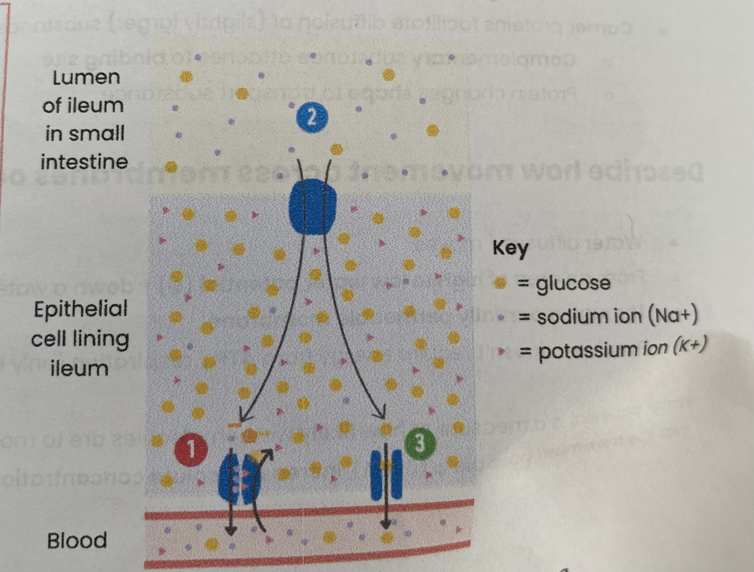 <p>ABSORPTION OF SODIUM IONS AND GLUCOSE/ AMINO ACIDS BY CELLS LINING THE ILEUM:</p><ol><li><p><strong>Na+ actively transported</strong> from epithelial cells to blood (by Na+ pump), establishing a <strong>conc gradient</strong> of Na+ (higher in lumen than epithelial cell)</p></li><li><p><strong>Na+</strong> enter epithelial cell <strong>down</strong> its conc gradient with <strong>glucose against</strong> its conc gradient via <strong>co-transport protein</strong></p></li><li><p><strong>Glucose</strong> moves <strong>down</strong> a conc gradient into blood via <strong>facilitated diffusion </strong></p></li></ol><p></p>