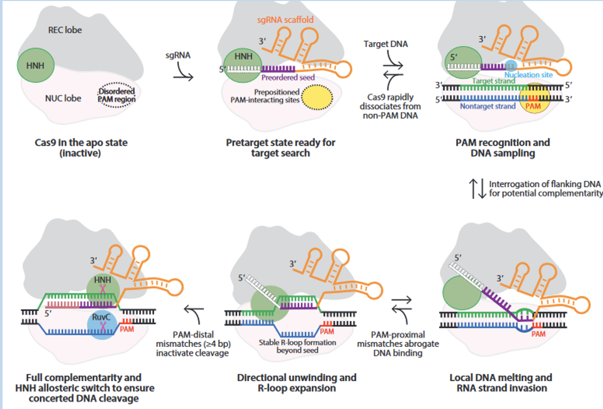 <p>CRISPR uses guide RNA and PAM to recognize target sites - Cas9 performs enzymatic activity</p><ul><li><p>guide RNA stitched together - directs where we want Cas9 to go</p></li><li><p>pairing of protospacer DNA with the guide RNA leads to activation of Cas9</p><ul><li><p>PAM (protospacer adjacent motif) and complementary region lead to activation of Cas9 endonuclease activites</p></li></ul></li></ul><p></p>