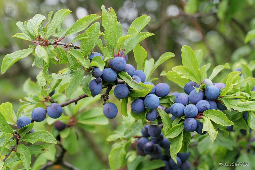 <p>trnka obecná </p>