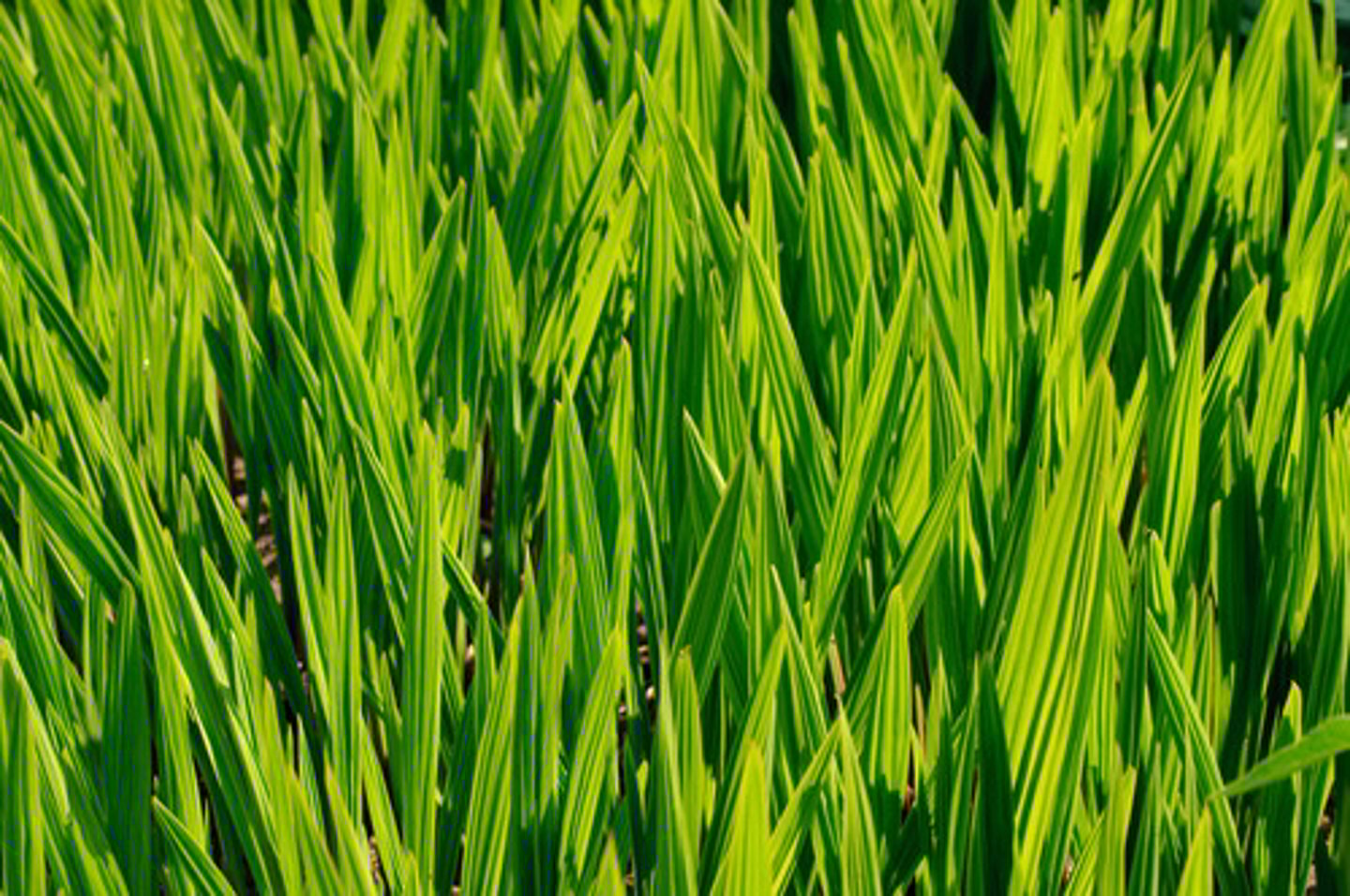 <p>yeşil çimen</p><p>green grass</p>