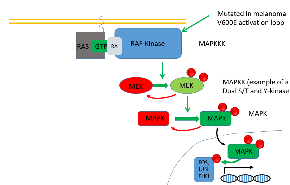 <ul><li><p>can bind a kinase called RAF kinase </p></li><li><p>leads to a cascade which eventually leads to activation of MAPK </p></li><li><p>MAPK can phosphorylate transcription factors and cause cells to proliferate </p></li><li><p>active RAS can also bind to PIP3K to phosphorylate PIP2—&gt; PIP3 </p></li><li><p>there are 3 isoforms of RAS in different tissue types: </p><ul><li><p>HRAS in brain and muscle </p></li><li><p>NRAS in the gut the lung and the thymus </p></li><li><p>RRAS in the testis the thymus </p></li></ul></li><li><p>RAS is often mutated in tumors, most frequently at G12, G13, Q61 which stops RAS from hydrolysing GTP </p></li><li><p>locks the RAS in the active state driving PI3K and MAPK pathways </p></li></ul><p></p>