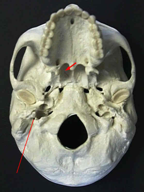 <p>What nerve uses the indicated foramen? </p>