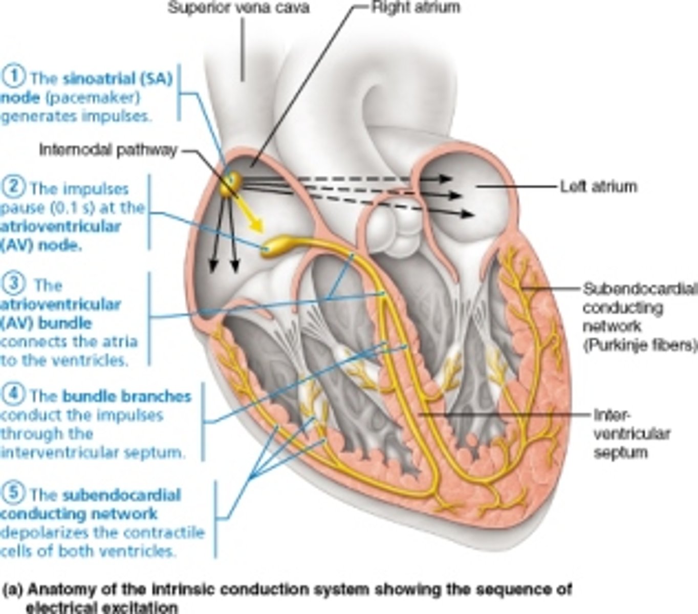 <p>sinoatrial (SA) node</p>
