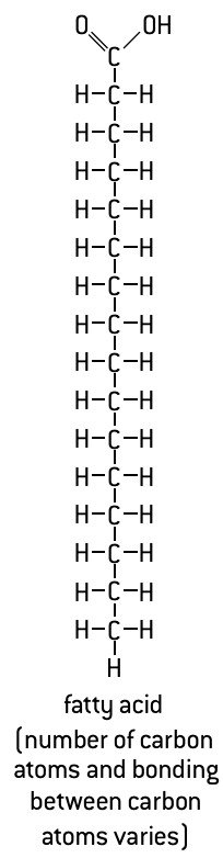 <p>Also make sure you know that the acidic carboxyl group is always at one end of the chains.</p>