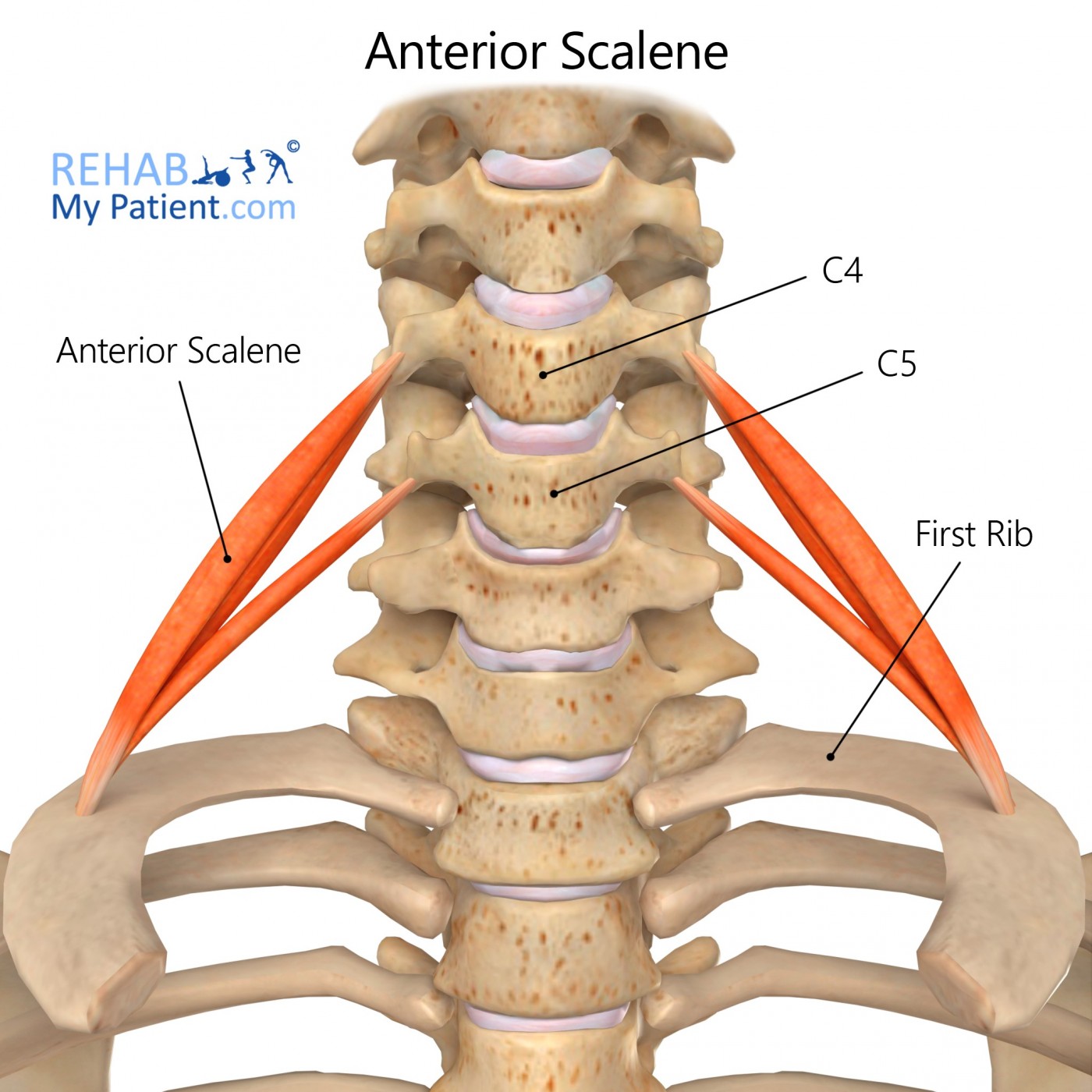 <p>Scalenus anterior action</p>