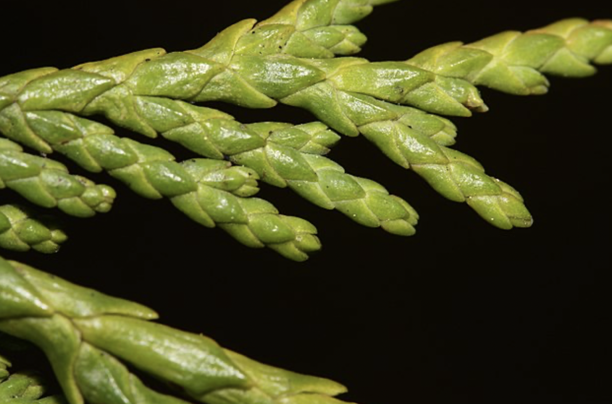 <p>identify by leaves</p>