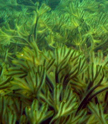 <p>Green pp</p>